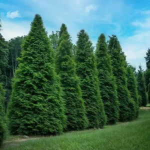 Thuja Green Giant Arborvitae Live Tree - 6-12
