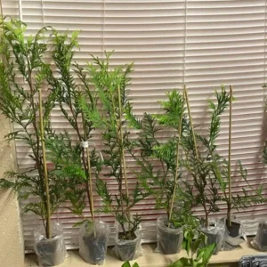 Thuja Green Giant Arborvitae Live Tree - 6-12