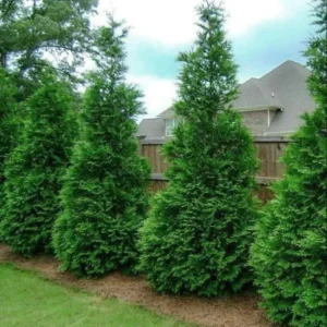 Thuja Green Giant Arborvitae Live Trees - Set of 15, 10-18