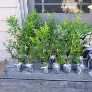 Thuja Green Giant Arborvitae Live Trees - Set of 15, 10-18