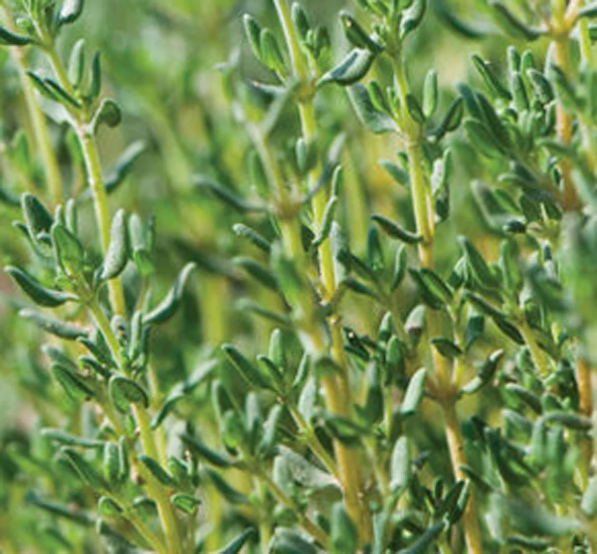 Thyme Live Herb Plant 7" Height - Perennial USDA Zones 5-9 - Image 1