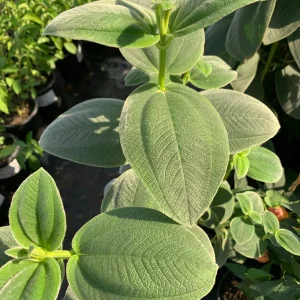 Tibouchina Heteromalla Silverleafed Princess Flower Live Plant 3 Gallon Pot - Image 2