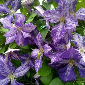 Tie Dye Clematis Live Plant - 6" Dark Purple/Silver Flowers, 2.5" Pot - Image 2