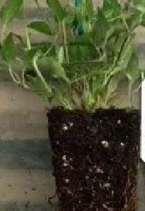 Tie Dye Clematis Live Plant - 6