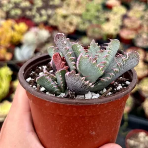 Tiger Jaw Succulent Live Plant - Faucaria Tigrina - 2 inch or 4 inch Pot - Image 2