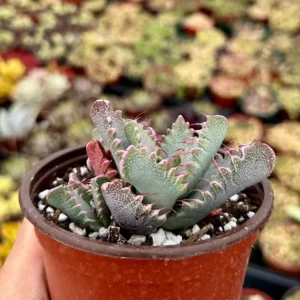 Tiger Jaw Succulent Live Plant - Faucaria Tigrina - 2 inch or 4 inch Pot - Image 3