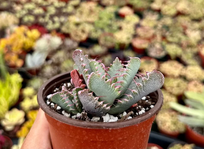 aloe plant seeds Aloe Vera Seeds – Helen's Greenhouse