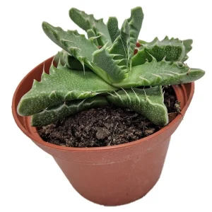 Tiger Jaws Live Plant - Faucaria tigrina Succulent - 3" Pot - Indoor/Outdoor Zones 9-11 - Image 2