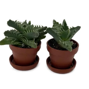 Tiger Jaws Plant - Faucaria tigrina Live Succulent - 2 Pack, 1" Pots with Saucer, Indoor/Outdoor - Image 2