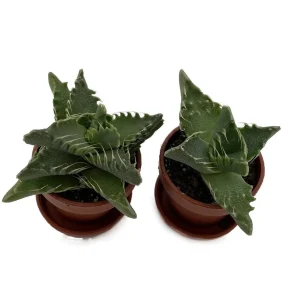 Tiger Jaws Plant - Faucaria tigrina Live Succulent - 2 Pack, 1
