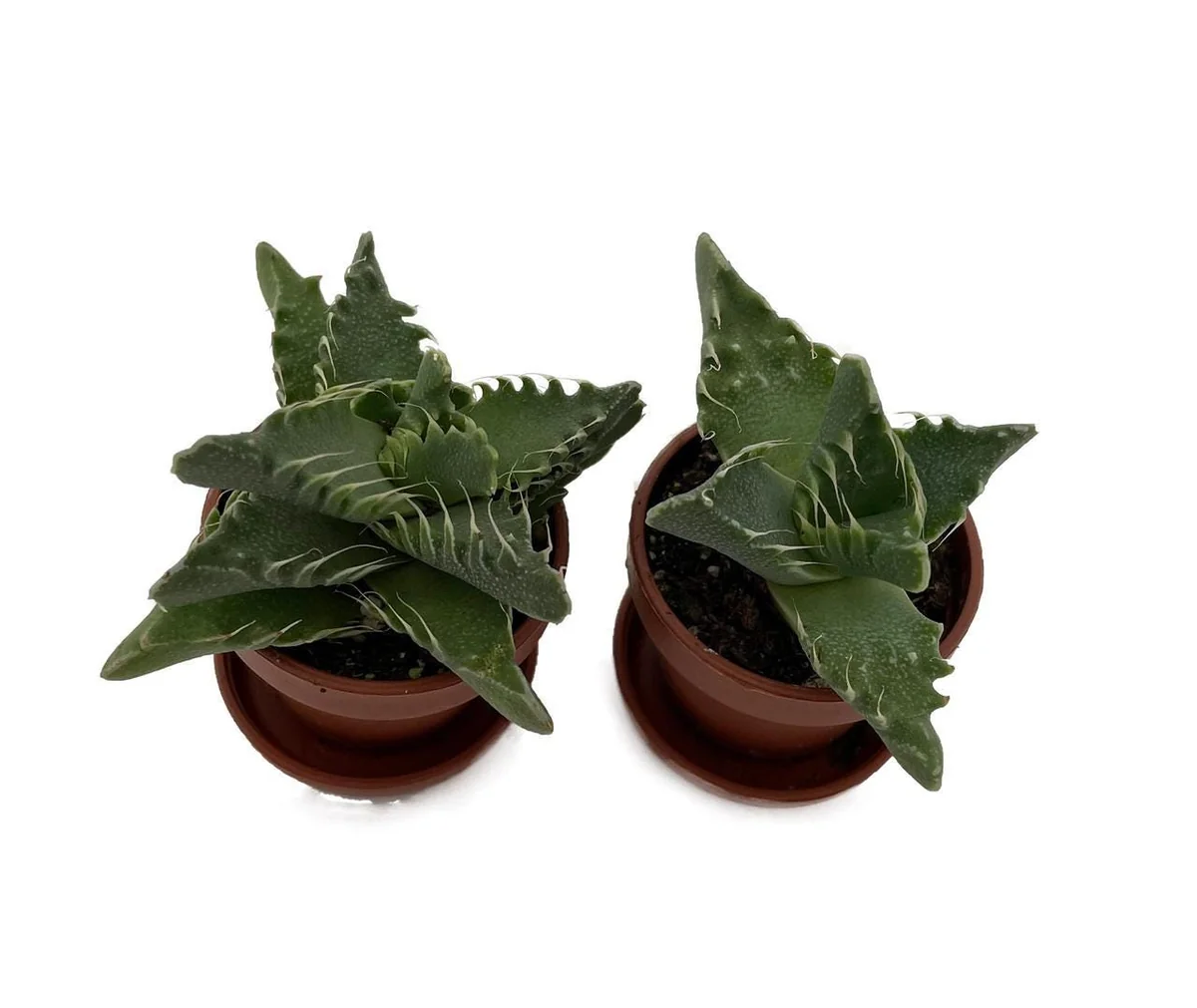 Tiger Jaws Plant - Faucaria tigrina Live Succulent - 2 Pack, 1" Pots with Saucer, Indoor/Outdoor - Image 3