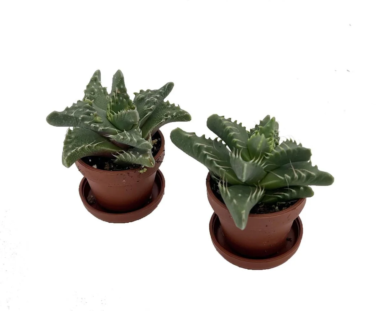 Tiger Jaws Plant - Faucaria tigrina Live Succulent - 2 Pack, 1" Pots with Saucer, Indoor/Outdoor - Image 1