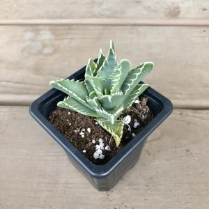 Tiger's Jaw Succulent (Faucaria tigrina) – 2.5 inch Potted Live Plant – Indoor/Outdoor - Image 2