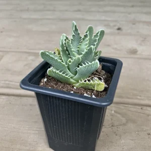 Tiger's Jaw Succulent (Faucaria tigrina) – 2.5 inch Potted Live Plant – Indoor/Outdoor - Image 3