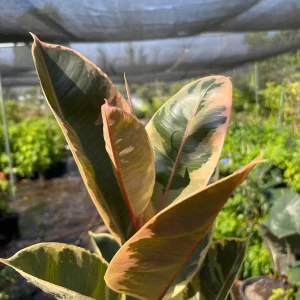 Tineke Rubber Plant – Live Ficus Elastica Variegata – 3ft Tall in 6in Pot – Indoor Houseplant - Image 1