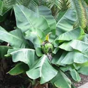 Tiny Banana Plant Musa acuminata Live Starter Plant - Indoor/Container, 2-3 ft Tall - Image 1