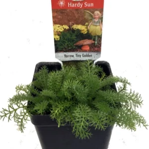 Tiny Gold Yarrow Live Plant – Achillea – Fairy Garden/Rock Garden – 2.5" Pot - Image 2