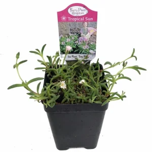 Tiny Pink Ice Plant Live Plant - Delosperma Beaufort West - 2.5" Pot - Sun Perennial - Image 2