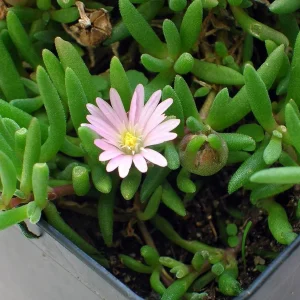 Tiny Pink Ice Plant Live Plant - Delosperma Beaufort West - 2.5