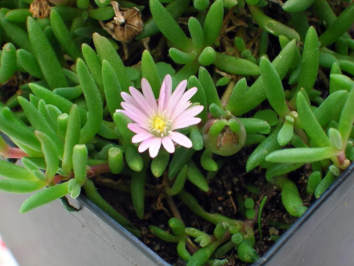 Tiny Pink Ice Plant Live Plant - Delosperma Beaufort West - 2.5" Pot - Sun Perennial - Image 3