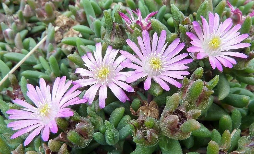 Tiny Pink Ice Plant Live Plant - Delosperma Beaufort West - 2.5" Pot - Sun Perennial - Image 1