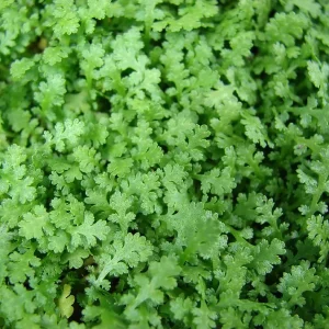 Tiny Tim Fairy Fern Live Plant - Leptinella - 2.5" Pot - Terrarium & Fairy Garden Houseplant - Image 2