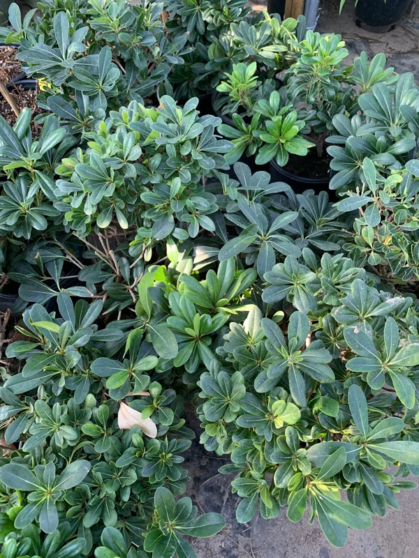 Tobira Live Plant – Green Pittosporum – 6-8 inch Tall – 1 Gallon Pot - Image 1