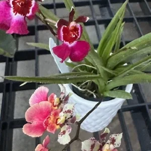 Tolumnia Tiny Dancer Miniature Orchid Live Plant - 2 inch Pot - Houseplant - Image 3