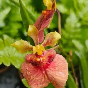 Tolumnia Tiny Dancer Miniature Orchid Live Plant - 2 inch Pot - Houseplant - Image 7