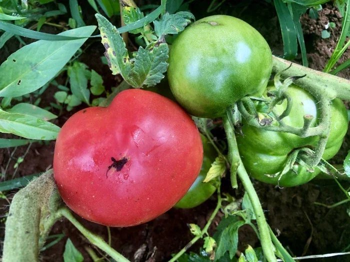 Tomato Seeds Bradley Pink - 100 Seeds - Pink Slicer Tomato for Outdoor Gardens - Image 2