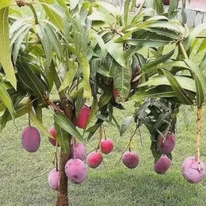 Tommy Mango Live Tree - 8-12