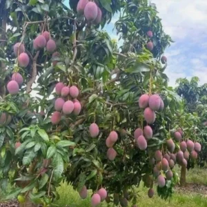 Tommy Mango Live Tree - 8-12