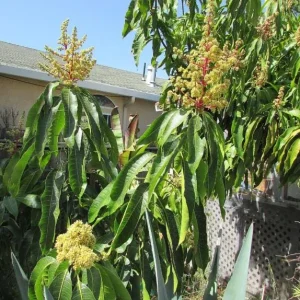 Tommy Mango Live Tree - 8-12