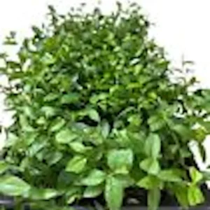 Top Hat Dwarf Blueberry live plant – 4-6 inch Starter Fruit Bush, Perennial - Image 2