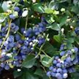 Top Hat Dwarf Blueberry live plant – 4-6 inch Starter Fruit Bush, Perennial - Image 5