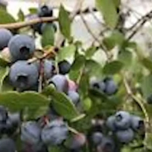 Top Hat Dwarf Blueberry Live Plant – Vaccinium angustifolium Bush – 4-6 Inch Starter - Image 1