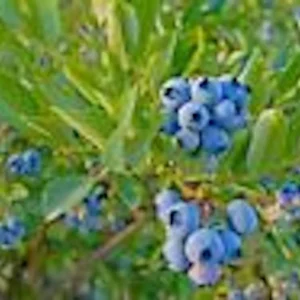 Top Hat Dwarf Blueberry Live Plant – Vaccinium angustifolium Bush – 4-6 Inch Starter - Image 4