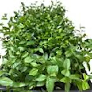 Top Hat Dwarf Blueberry Vaccinium angustifolium Live Plant 4-6 inch Starter Bush - Image 2