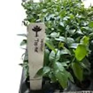 Top Hat Dwarf Blueberry Vaccinium angustifolium Live Plant 4-6 inch Starter Bush - Image 3
