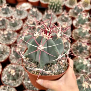 Townsend Barrel Cactus Live Plant – Rare Desert Succulent – 3 inch or 6 inch Pot – Outdoor - Image 3