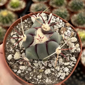 Townsend Barrel Cactus Live Plant – Rare Desert Succulent – 3 inch or 6 inch Pot – Outdoor - Image 8