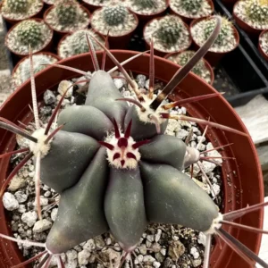 Townsend Barrel Cactus Live Plant – Rare Desert Succulent – 3 inch or 6 inch Pot – Outdoor - Image 9