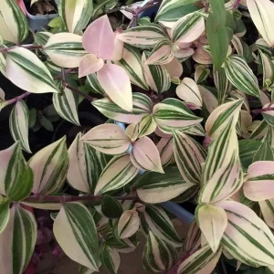 Tradescantia Albiflora Rainbow Live Plant - 2.5" Pot Trailing Houseplant - Image 2