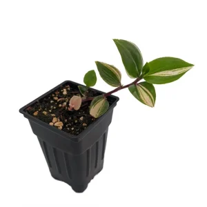 Tradescantia Albiflora Rainbow Live Plant - 2.5" Pot Trailing Houseplant - Image 1