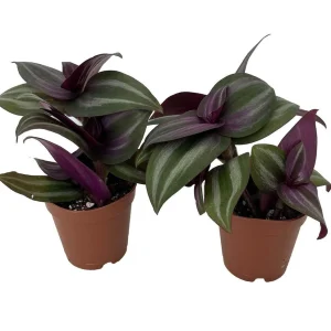 Tradescantia Live Plant - 2 Plants in 2 inch Pots - Indoor Houseplant - Image 2