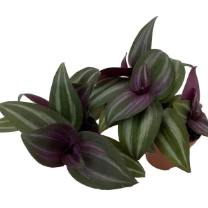 Tradescantia Live Plant - 2 Plants in 2 inch Pots - Indoor Houseplant - Image 1