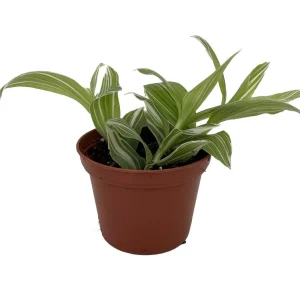 Tradescantia Live Plant - Creme n Green, 2.5 inch Pot, Indoor Houseplant - Image 2