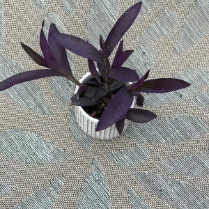 Tradescantia Nanouk Lilac Live Plant – 3 inch Nursery Pot – Indoor/Outdoor - Image 10