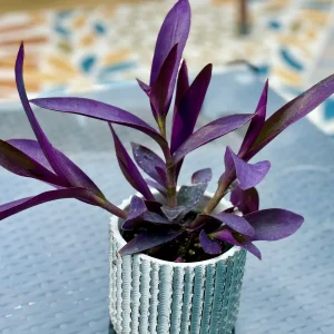 Tradescantia Nanouk Lilac Live Plant – 3 inch Nursery Pot – Indoor/Outdoor - Image 2