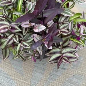 Tradescantia Nanouk Lilac Live Plant – 3 inch Nursery Pot – Indoor/Outdoor - Image 3